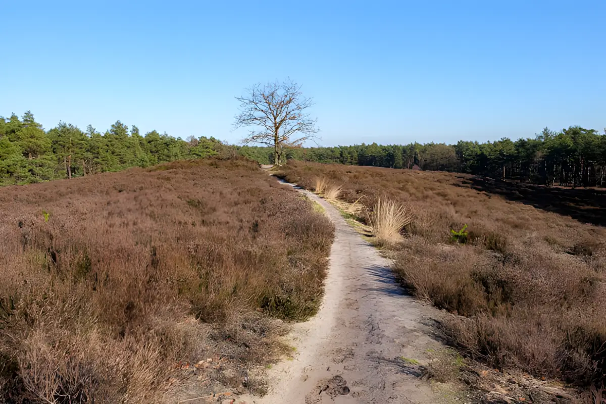 mooi pad in de zilvense heide