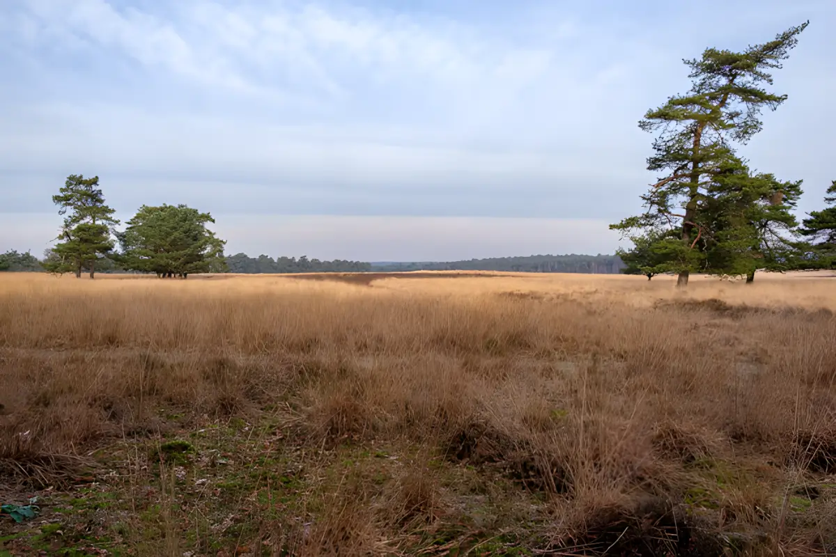 grote heide