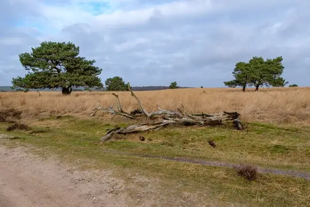 nice sand path
