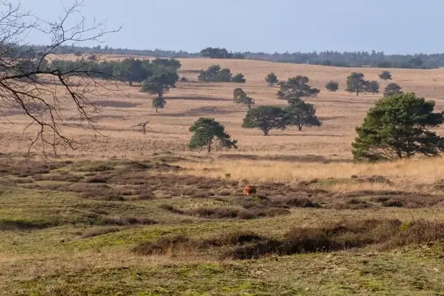 search the galloway