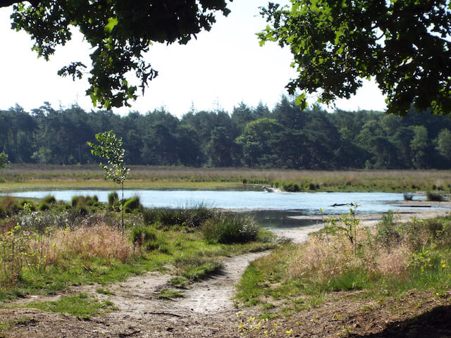 Through the Nuenens Broek