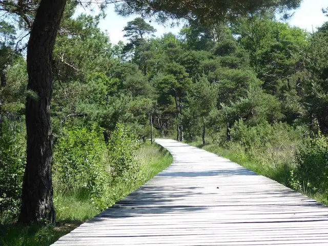 vlonderpad door natte heide