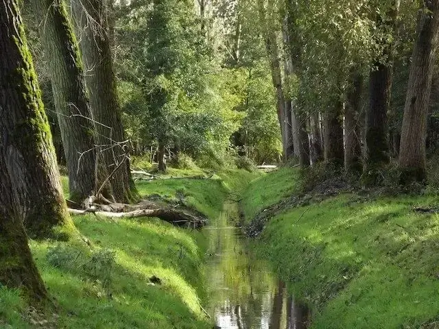 beekje in de scheeken