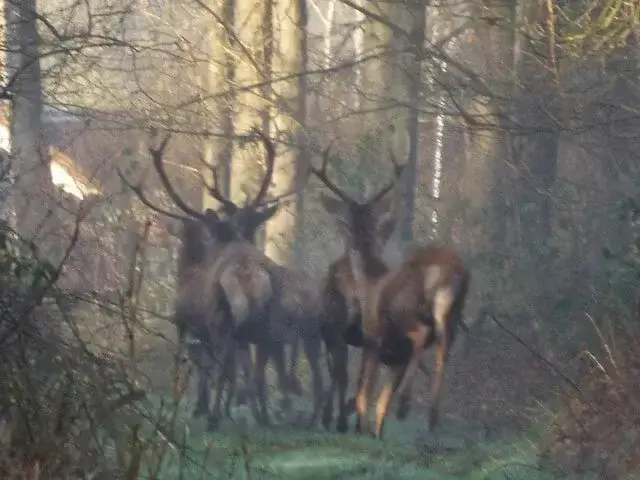 edelherten in de scheeken