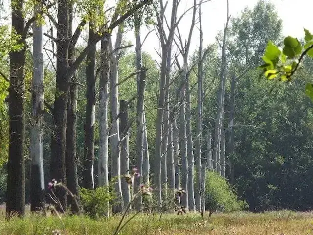 in het leeefgebied van de edelherten
