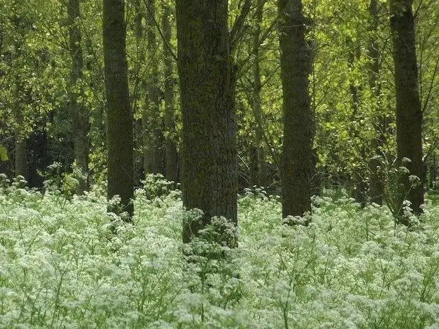 populieren langs de beek heerenbeek