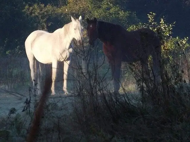 paarden in het smal water