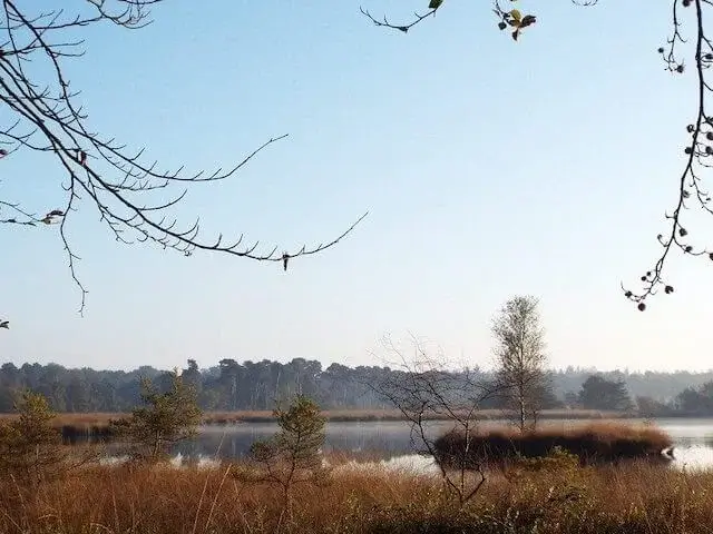 het meeuwenven