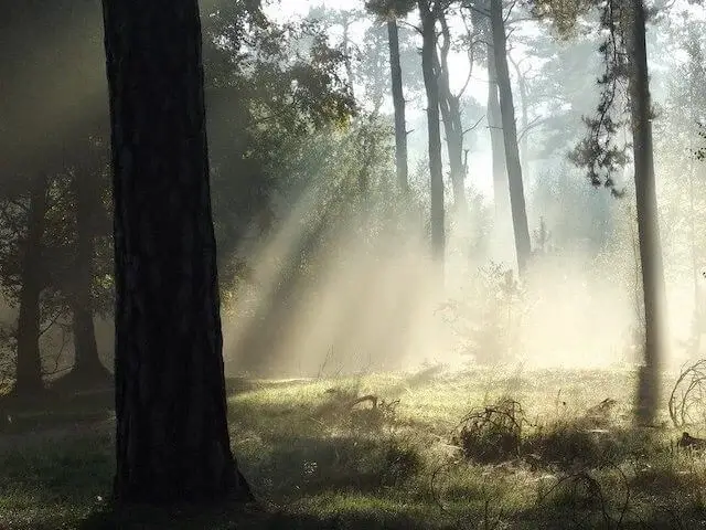 ochtendlicht op de kampina