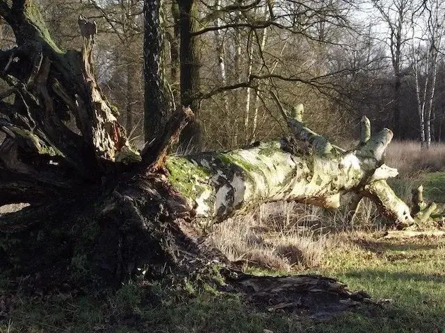 de kampina