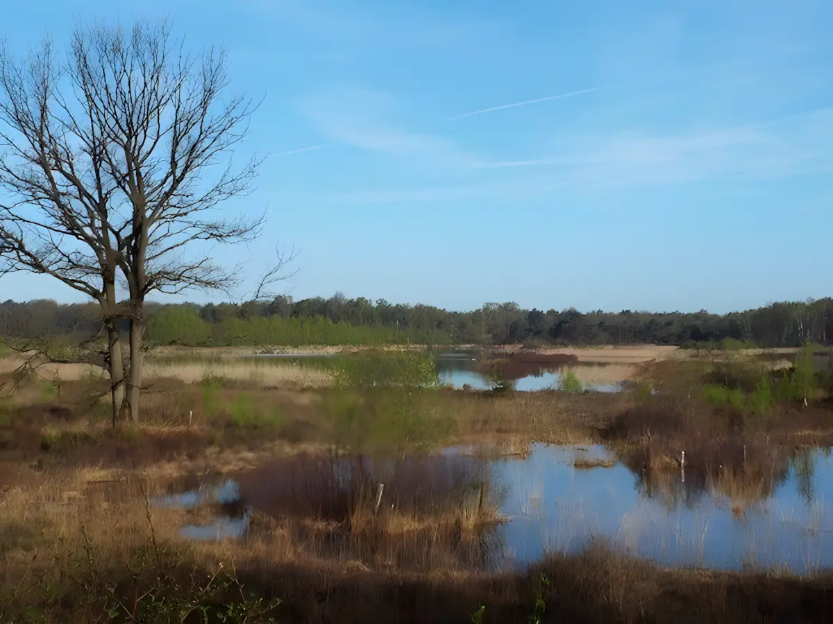 vennen in de kampina