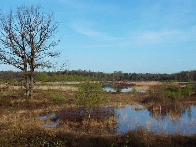 vennen op de kampina