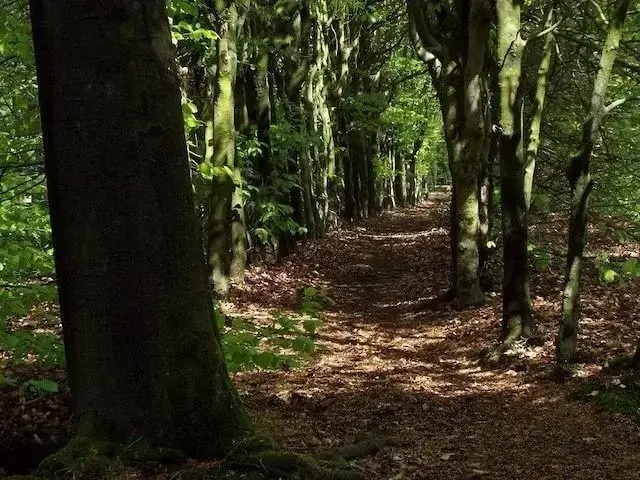 recreatiebos sparrenrijk
