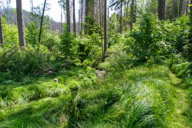 gemengd bos langs de Tsjechische grens
