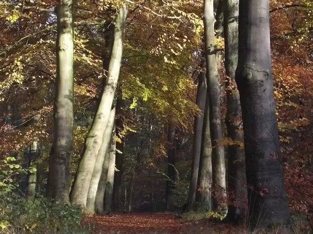 natuurgebied de geelders