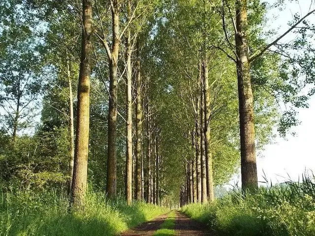 poplars