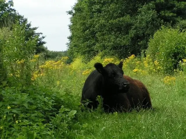 galloway in de rmeinenweerd