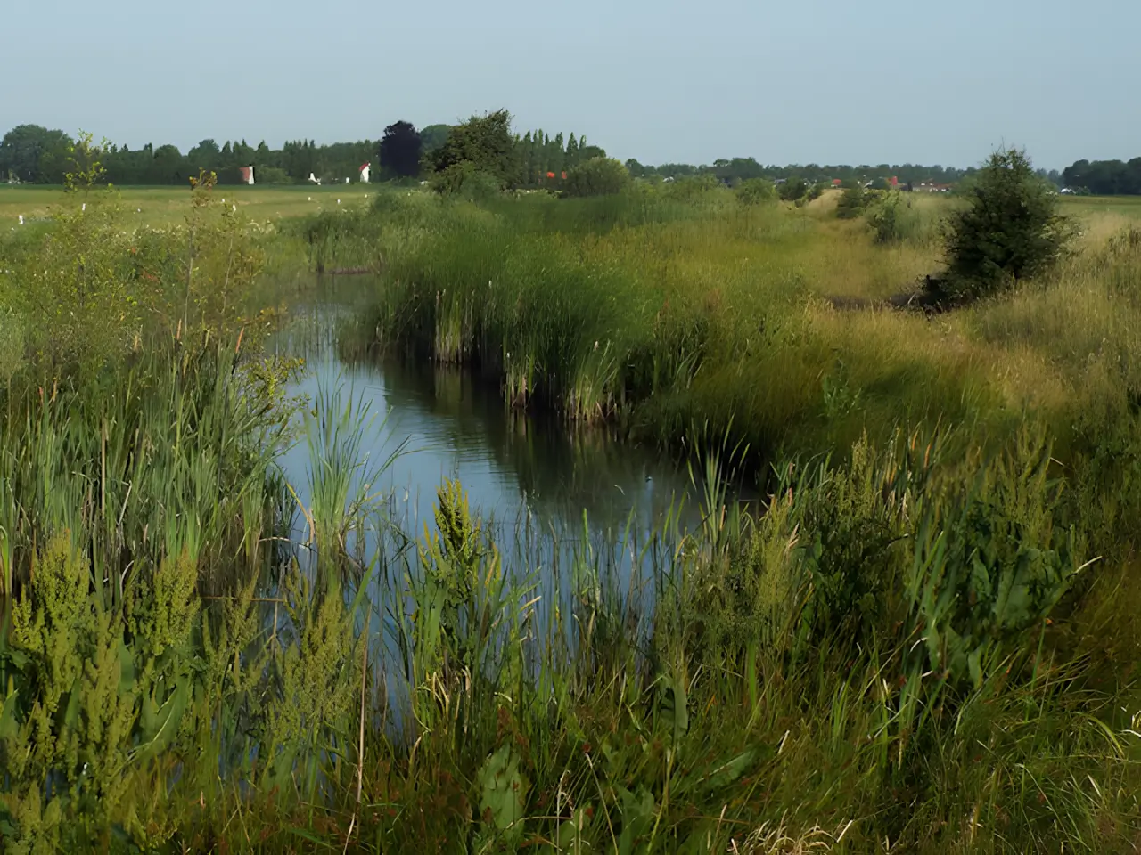 Groene Dijk