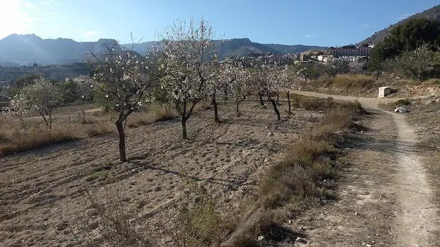 pad tussen de amandelbomen