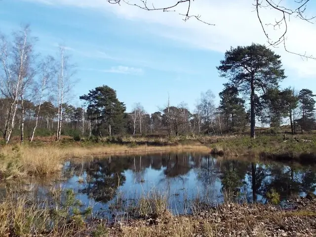 mooi ven in beegder heide