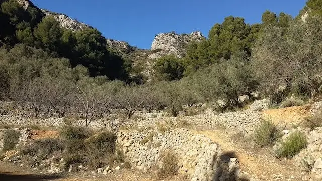 pad tussen de amandelbomen