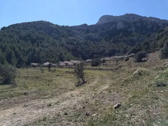 mooi pad tussen de amandelbomen