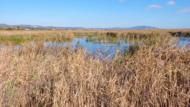 rietvelden aan de lagune