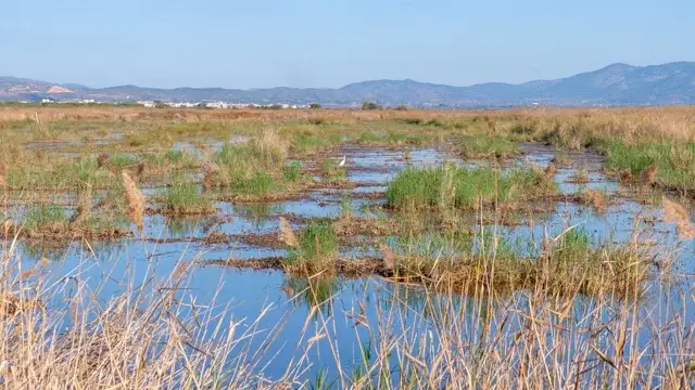 wetlands in het natuurgebied