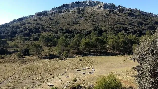 mooi zicht op een berg begroeid met dennen