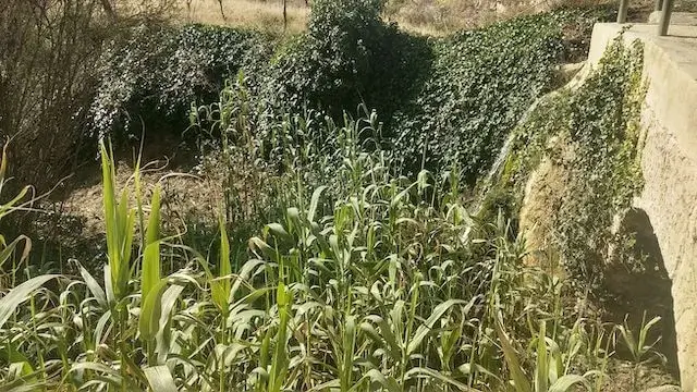 groene vegetatie aan de rivier