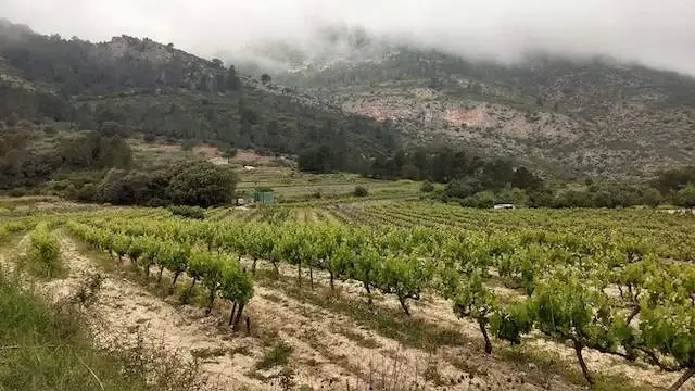 wijnranken met op de achtergrond bergen in de mist