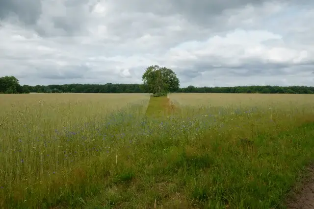 eenzame boom in een mooi landschap