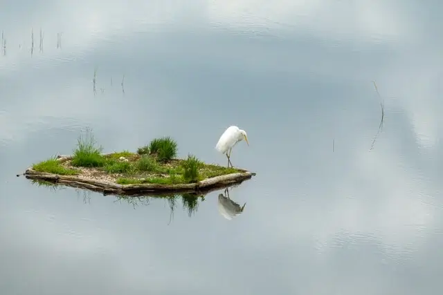 reiger