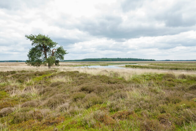 Door het Hijkerveld