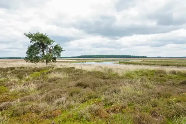 zicht op de hijkerheide