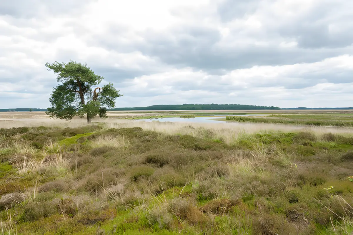 ven in het hijkerveld