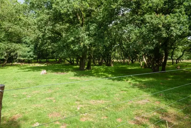 natuurgebied Strubben-Kniphorstbosch