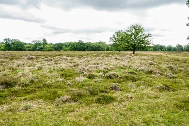 images/fotogalerij/2818/schipborgse_diep03.webp