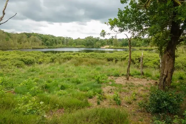 Siepelveen
