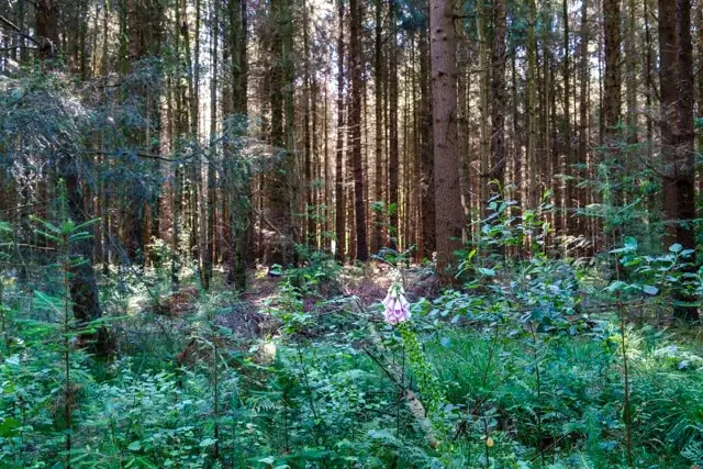 dwars door dennenbos