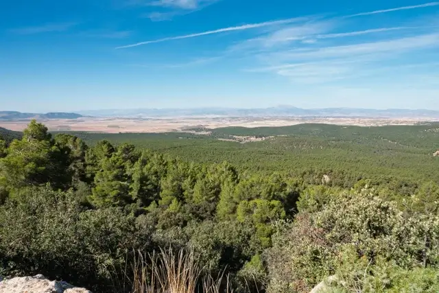 Pinar de la Alfahuara