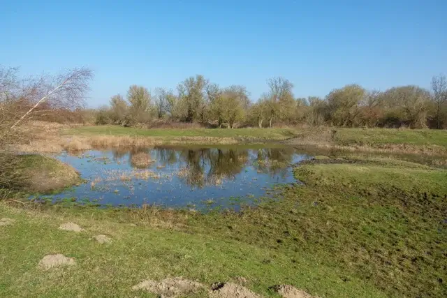 pond in the area