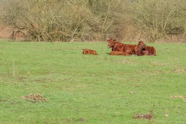 heck cattle