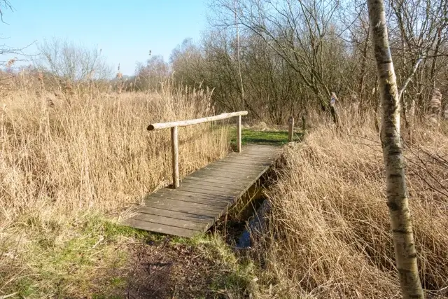 small bridge between reed fields