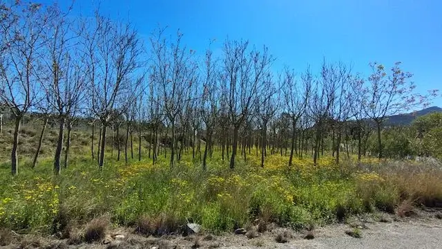 zicht op bomen en gele bloemen