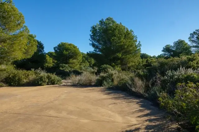 pine trees in the nature park