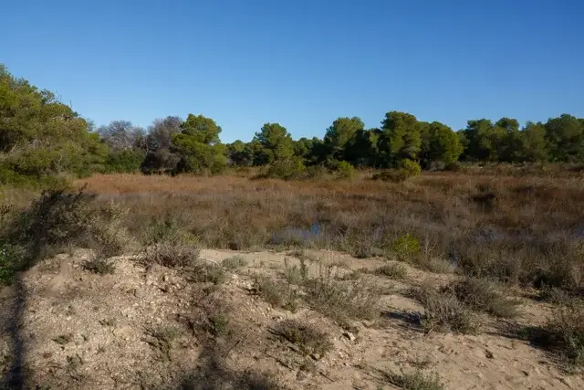 wet area in the park