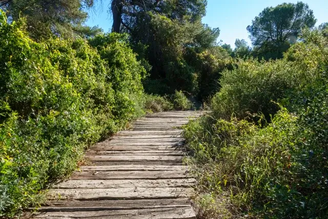 wooden beams as a path