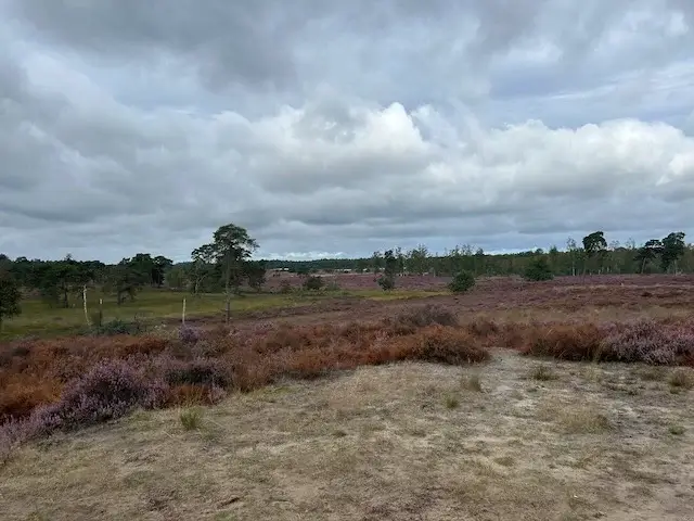weids uitzicht op de ossendrechtse duinen