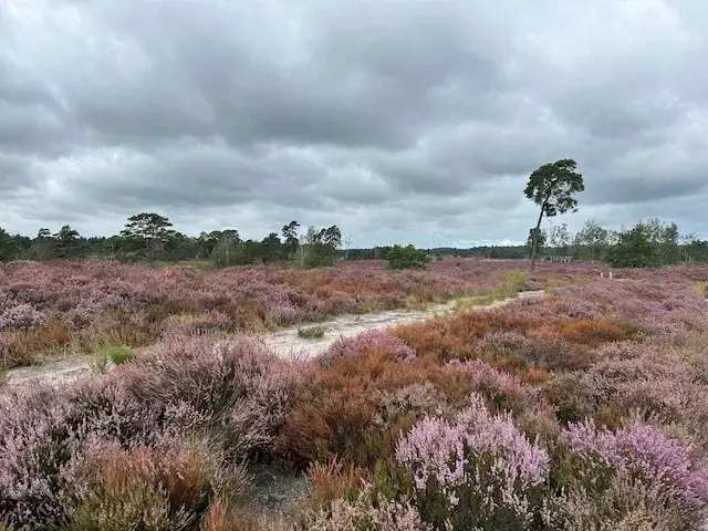 zandpad door de bloeiende heide